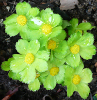 garden design and landscaping in lancashire bolton wigan